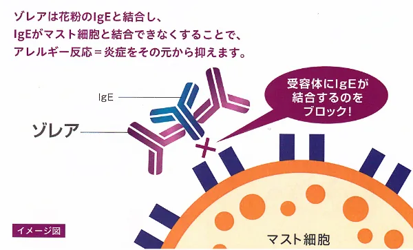 ゾレアの作用を示す図。ゾレアが花粉のIgEと結合し、IgEがマスト細胞と結合できなくすることでアレルギー反応を元から抑える